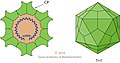 Cápside de la familia Parvoviridae que infecta animales.