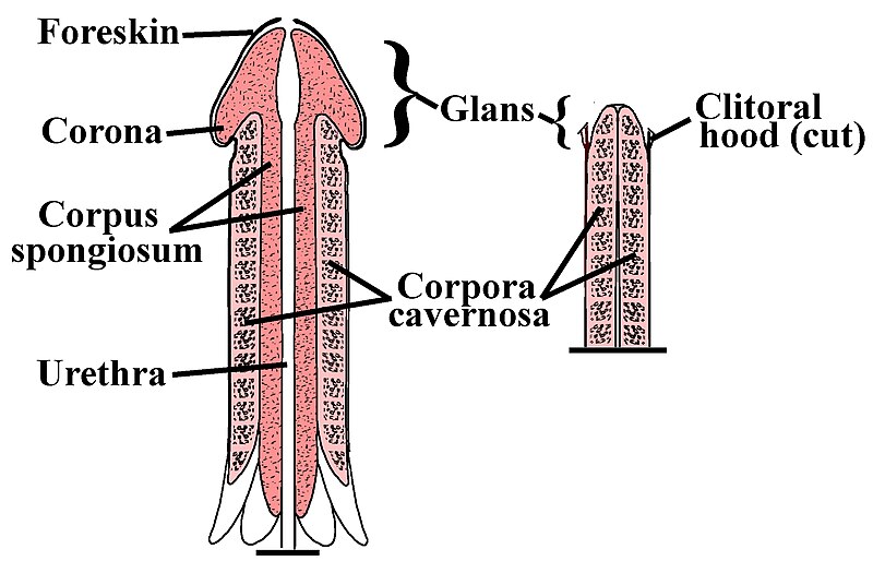 Файл:Penile-Clitoral Structure.JPG