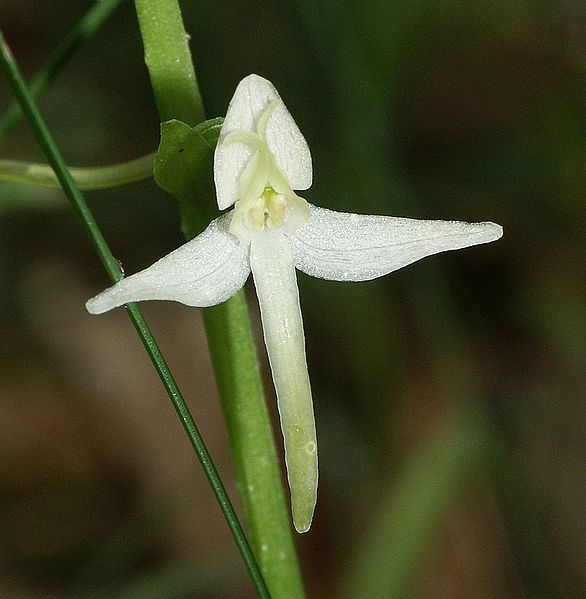 Archivo:Platanthera bifolia flower 120604.jpg