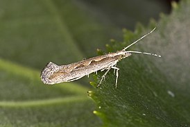 Plutella