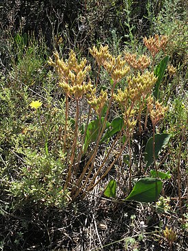 Pseudosedum lievenii