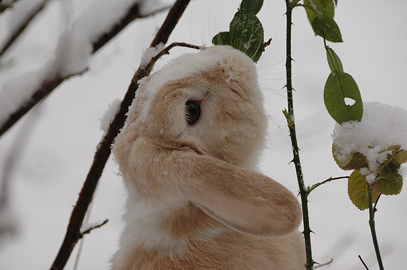 File:Rabbit In Snow.JPG