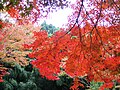 Aceraceae in the Mount Sefuri