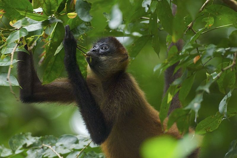 Archivo:Spider Monkey, Tortuguero.jpg