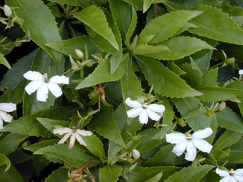 File:Starr 020925-0070 Scaevola chamissoniana.jpg