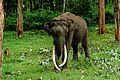 "One of the large Tuskers of Kabini"