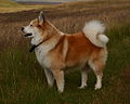 Icelandic Sheepdog