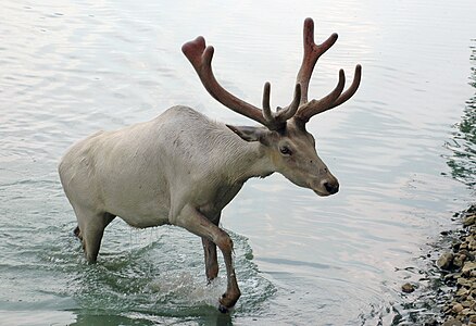 File:Caribou from Wagon Trails.jpg