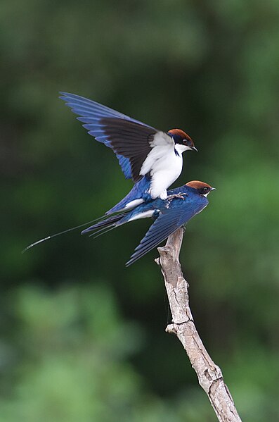 File:Wire-tailed swallow mating.jpg