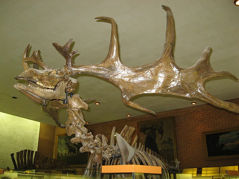 Файл:Гигантский олень Megaloceros giganteus.JPG