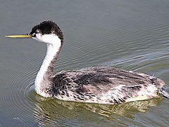 A western grebe swimming