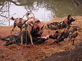 Cape hunting dogs combine the usual traits of large predatory Carnivora (speed, strength, agility, power, intelligence, voracity, keen senses, and razor-sharp teeth) with a wolf-like pack instinct that allows them to rival lions and hyenas as hunters of the African savanna.