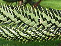 Araucaria araucana