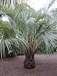 Young Butia eriospatha palm cultivated in the Jardín Botánico Canario Viera y Clavijo, flowering at the end of March.