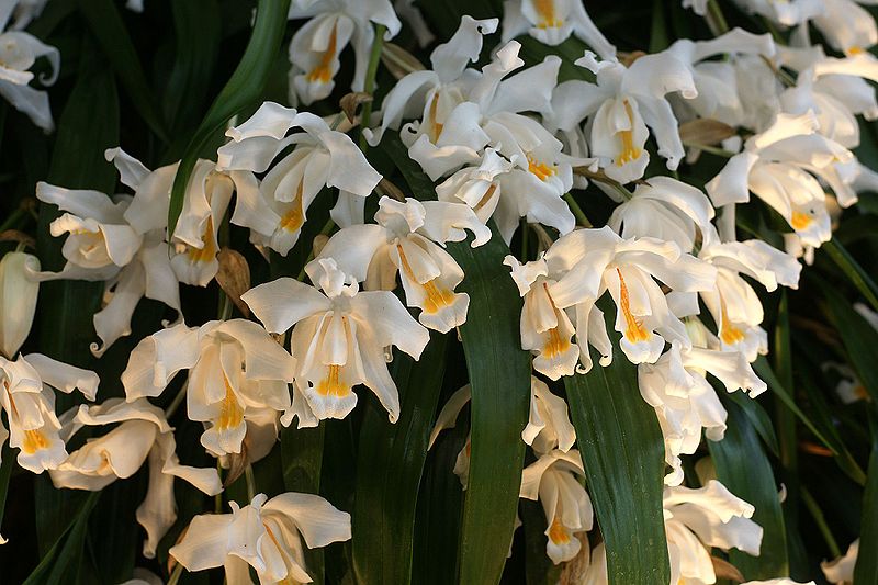 File:Coelogyne cristata Orchi 103.jpg