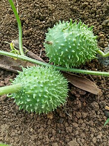 Cucumis anguria, Fruits 03.jpg