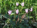 Cyclamen persicum in Israel