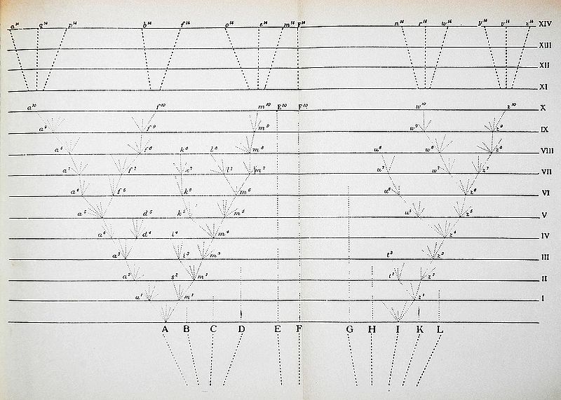Файл:Darwin divergence.jpg