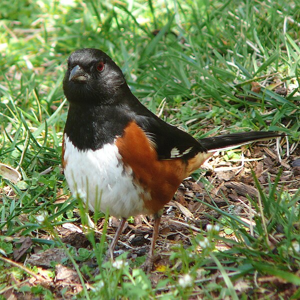 File:Eastern Towhee-27527-2.jpg