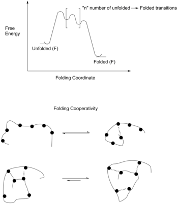 Free energy diagram of the folding of a foldamer.