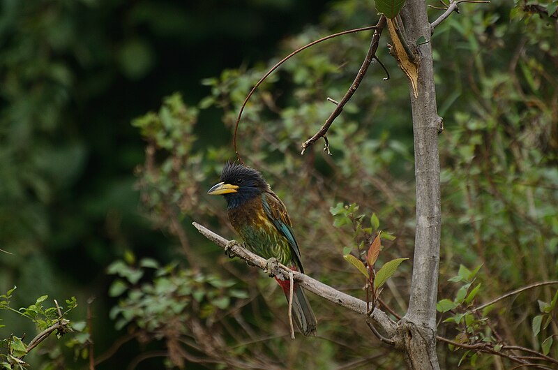 File:Great Barbet in Himachal.JPG