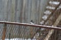 Dark Eyed Junco, Junco hyemalis