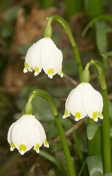 Файл:Leucojum vernum 200305a.jpg