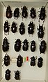 Lucanus placidus variaciones