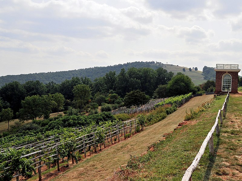 File:Montecello vineyard.jpg