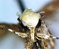 Neopalpa donaldtrumpi