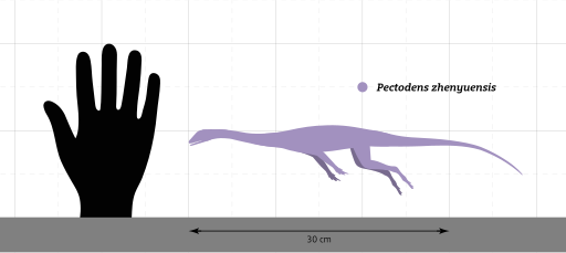 File:Pectodens Size Comparison.svg