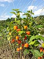 Физалис обыкновенный (Physalis alkekengi)