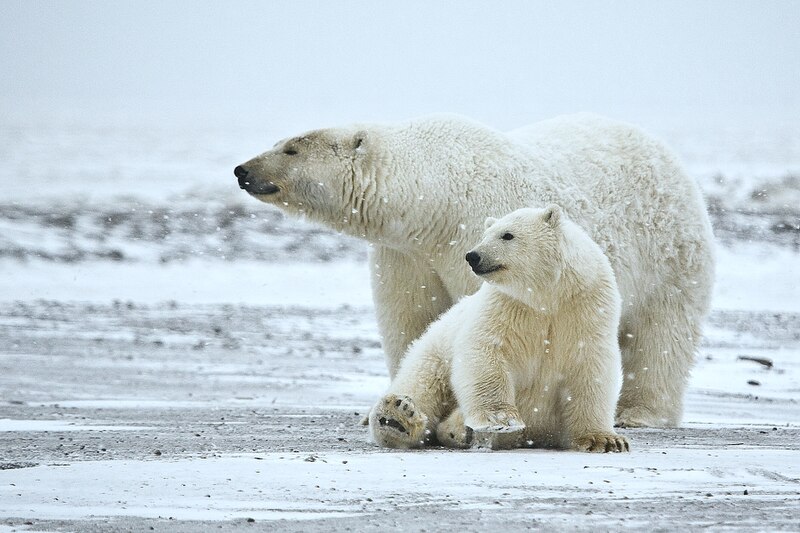 Файл:Polar Bear ANWR 1.jpg