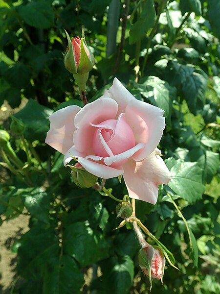 Файл:Rosa Nahema 2019-06-05 8057.jpg