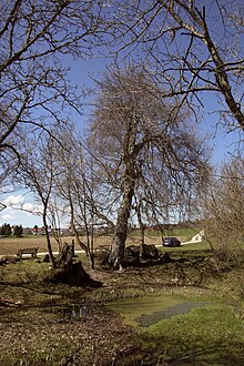 Rotbuchen Heinstetten (02).jpg