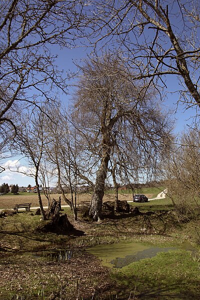 File:Rotbuchen Heinstetten (02).jpg