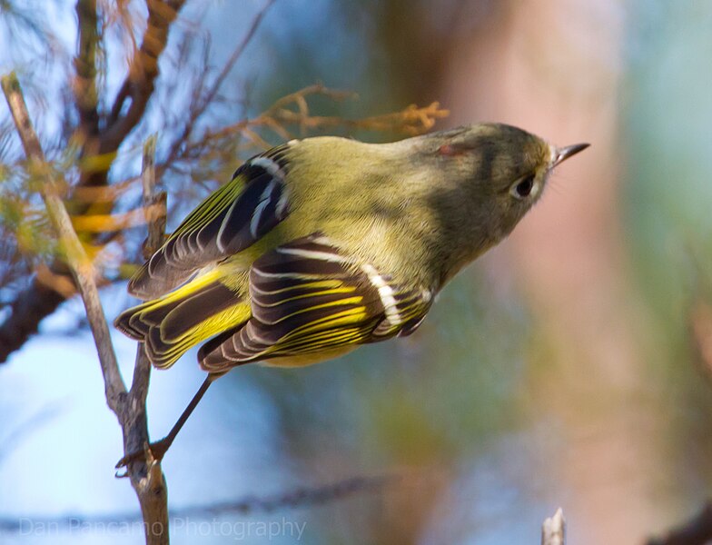 File:Ruby-crowned Kinglet2.jpg