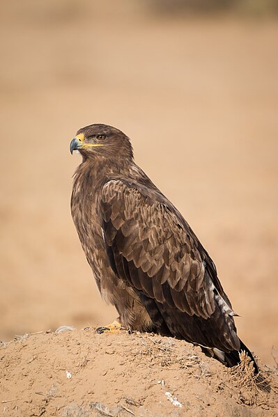 Файл:Steppe Eagle Portrait.jpg