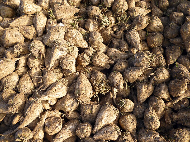 File:Sugar beets.jpg