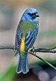 A male Rauenia bonariensis darwinii, characterized by green upper back