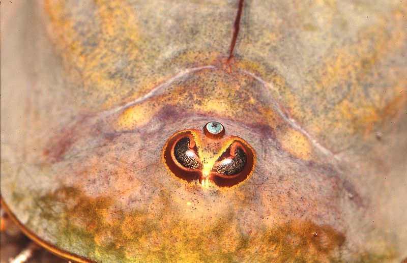 File:Triops closeup.jpg