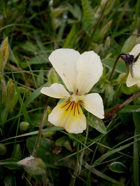 File:Viola lutea 05.jpg