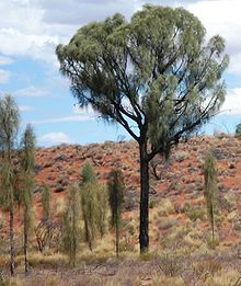 Allocasuarina decaisneana.JPG