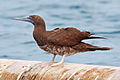 Juvenile, Pacific coast of Costa Rica