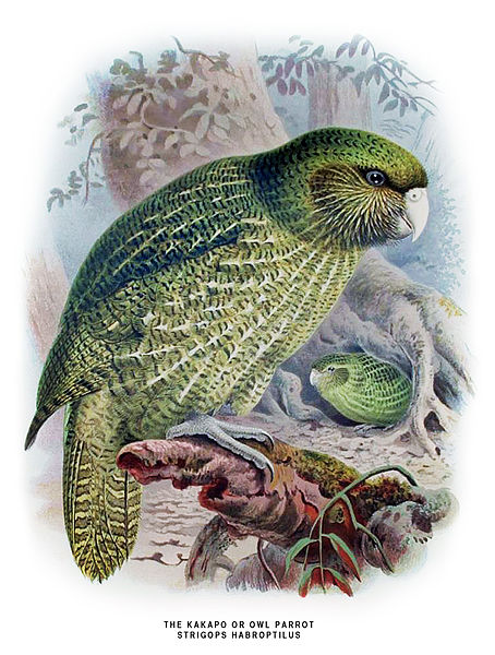 Archivo:Buller Kakapo.jpg