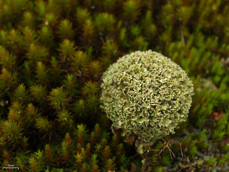 File:Cladonia strepsilis (4504244303).jpg