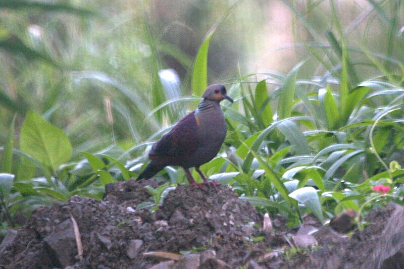 File:Crested Quail-dove 2506945512.jpg