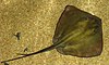 Common stingray (Dasyatis pastinaca)