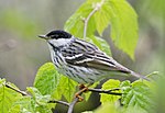 Thumbnail for Blackpoll warbler