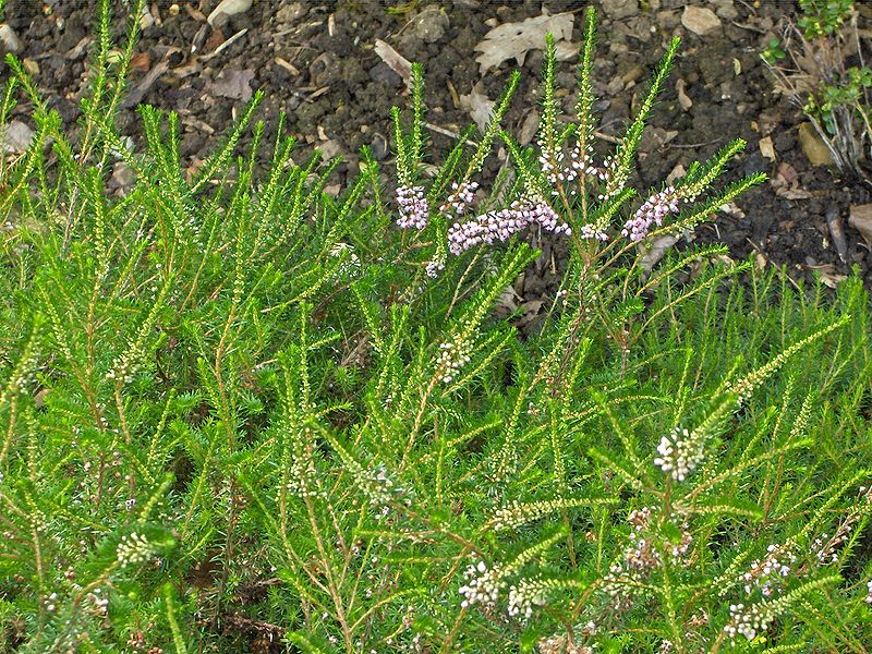 File:Erica vagans.JPG